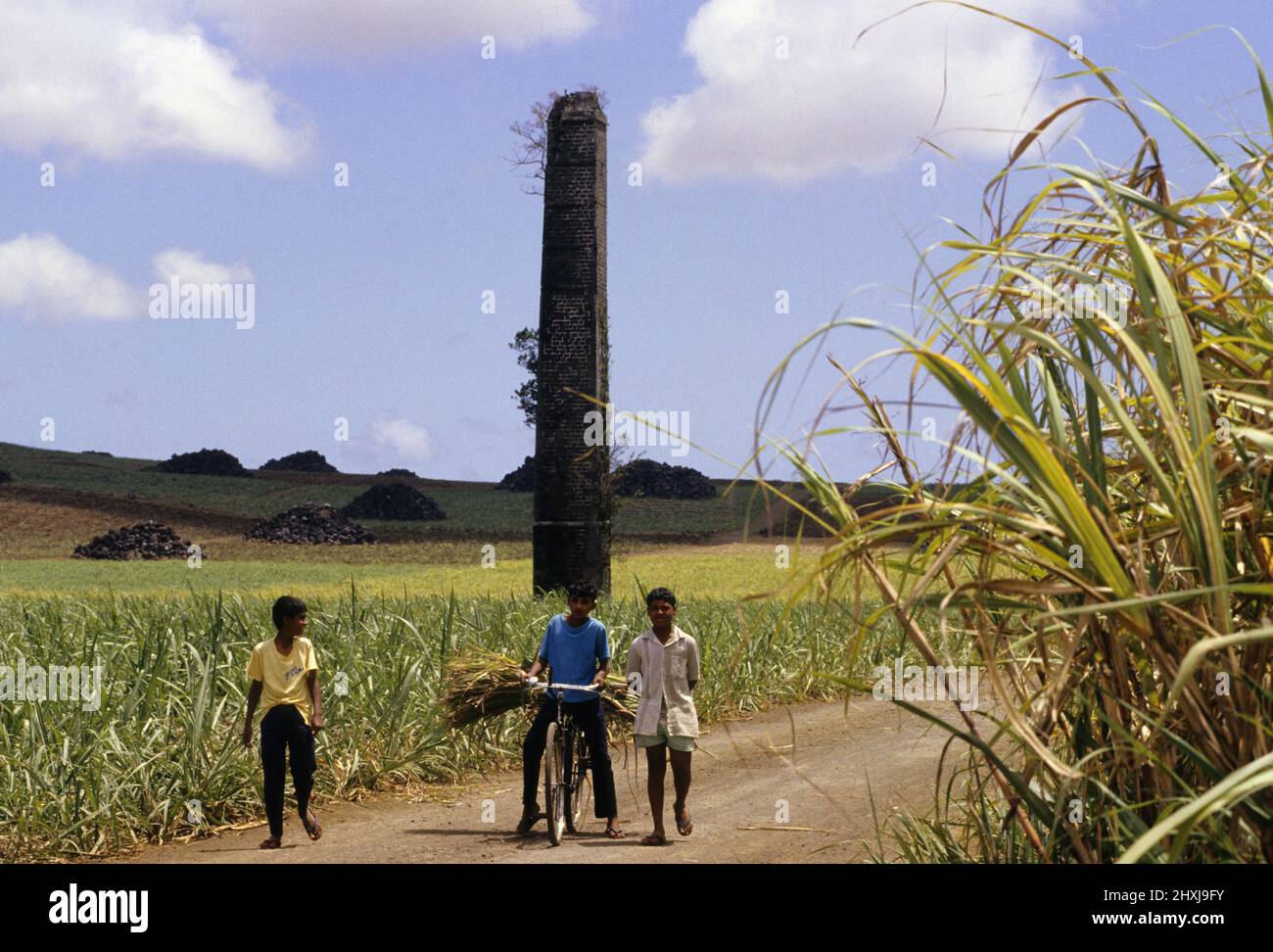sugar cane agriculture mauritius island Stock Photo