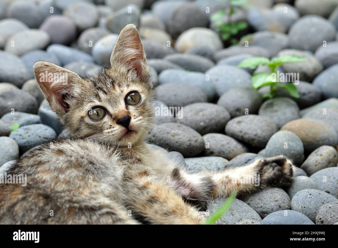 A dark gray kitten lying on a stone ledge looking at the camera Stock Photo