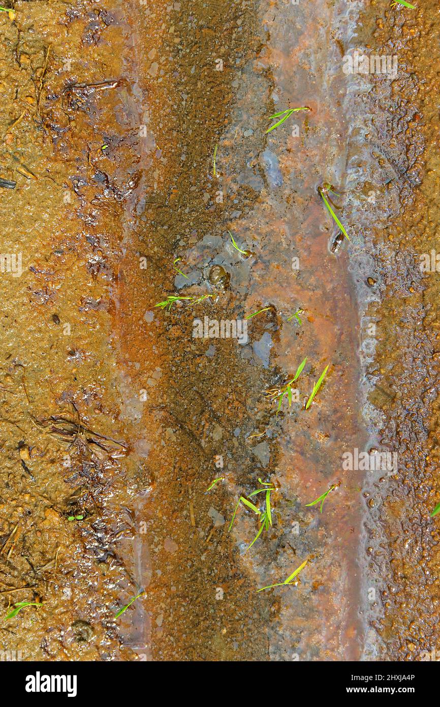 Freshwater marches. Dehydration and stagnation in natural waters, stalled (dead-water), iron oxide and bog iron ore Stock Photo