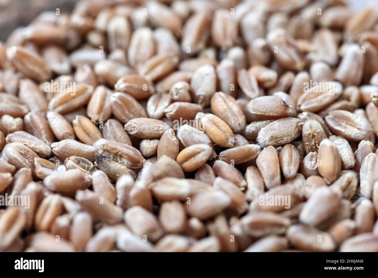 Pile of wheat grain hi-res stock photography and images - Alamy