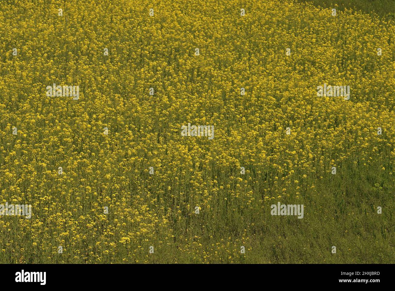 Yellow mustard plants field Stock Photo Alamy