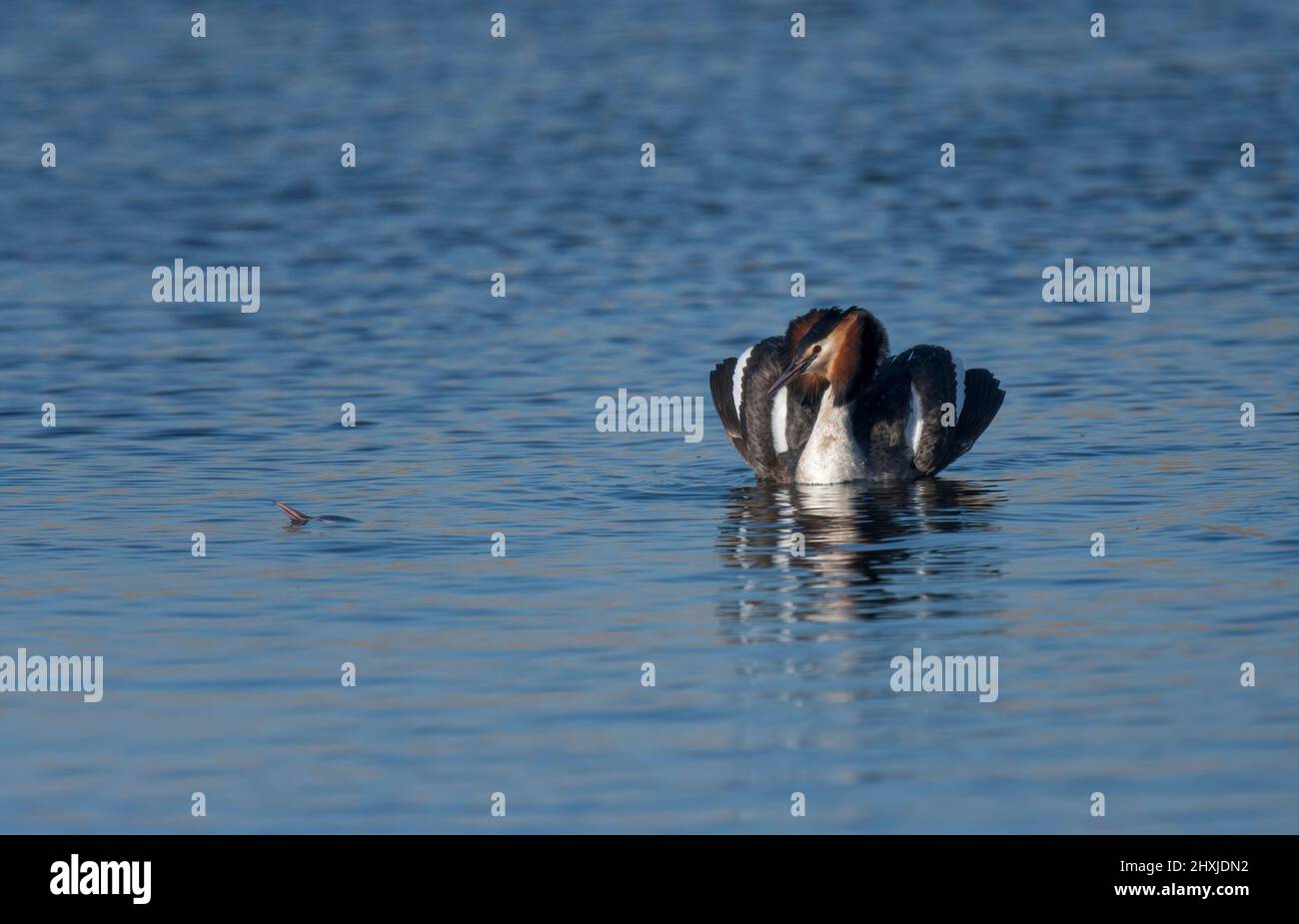 Great Crested Grebes, Podiceps cristatus, in courtship display, Lancashire, UK Stock Photo