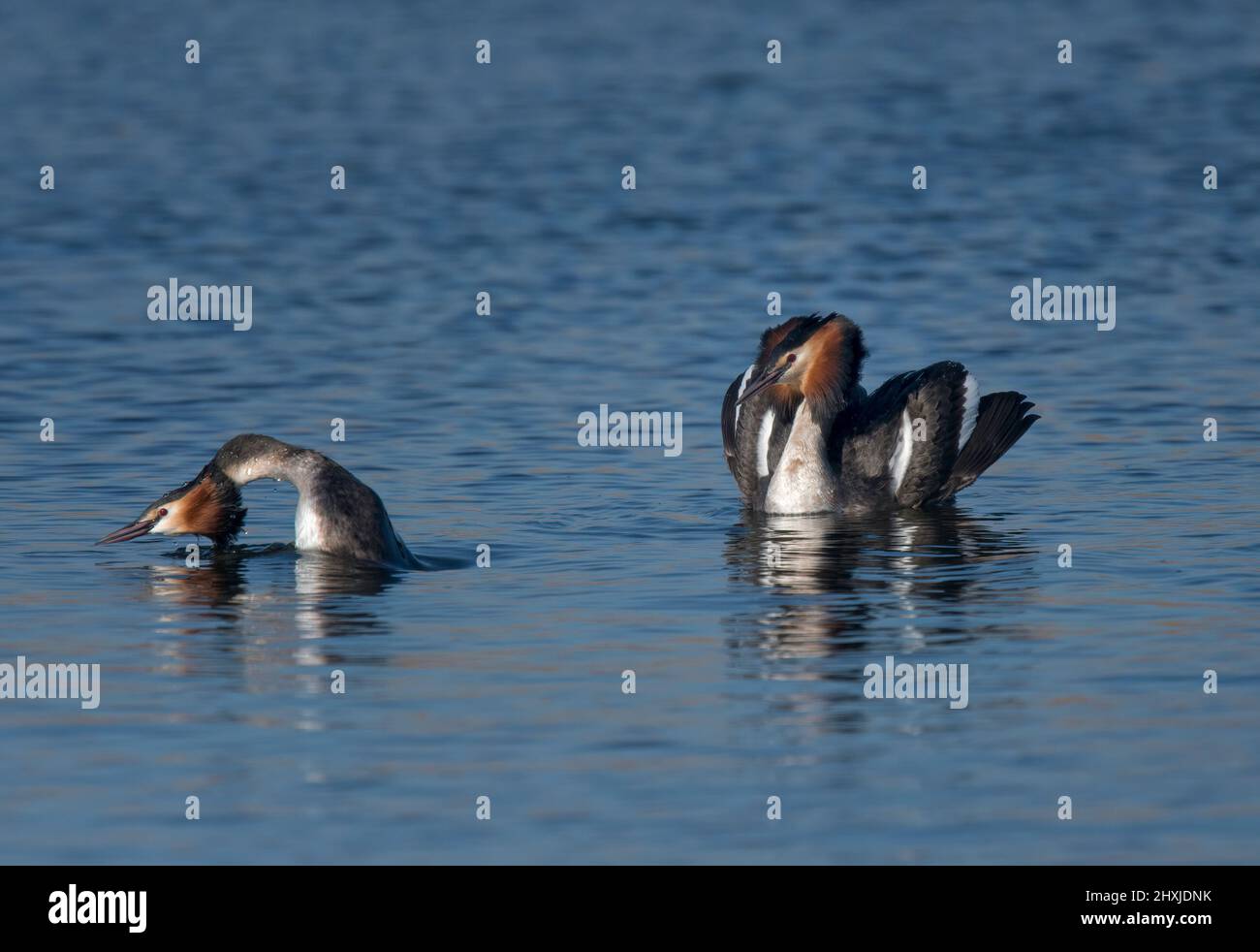 Great Crested Grebes, Podiceps cristatus, in courtship display, Lancashire, UK Stock Photo