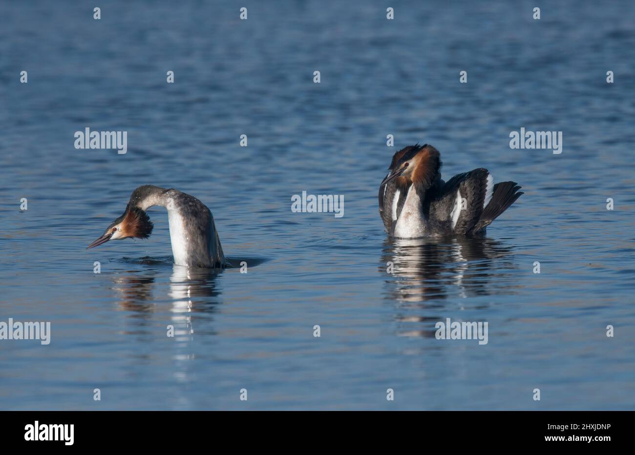Great Crested Grebes, Podiceps cristatus, in courtship display, Lancashire, UK Stock Photo