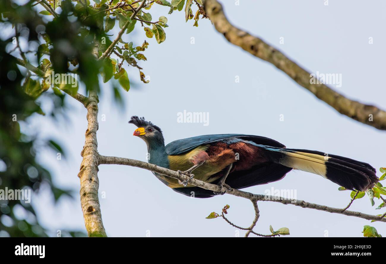 The Great blue turaco is the largest species of turaco family endemic to Africa. It has a bright blue body, rounded wings, long tail, and strong legs. Stock Photo