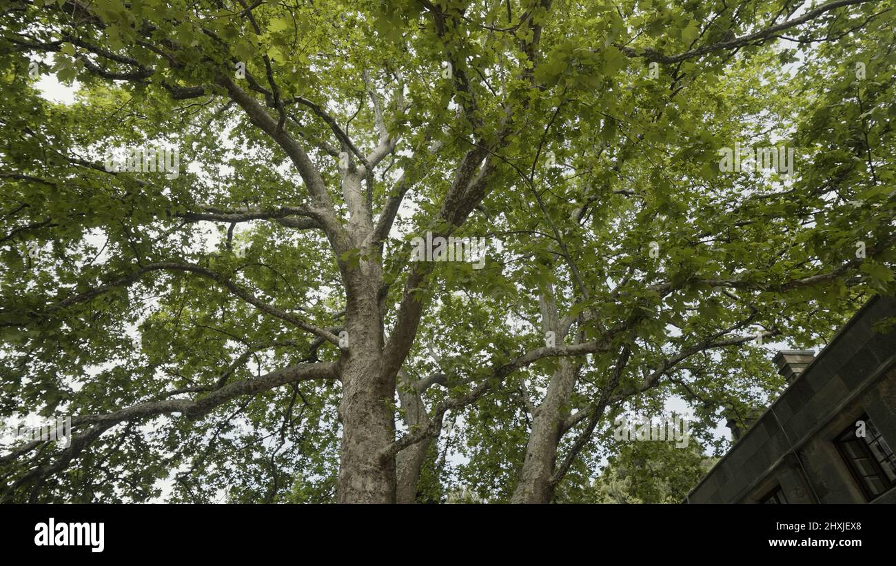 Walking under the summer tree. Action. Bottom view of the tree trunk and big branches with lush green leaves on cloudy sky background. Stock Photo