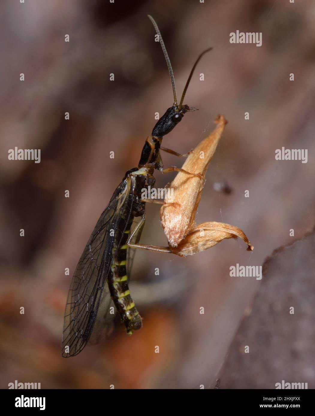 A snakefly, Raphidioptera, sitting on a piece of yellow leaf in front of brown blurred background. Stock Photo