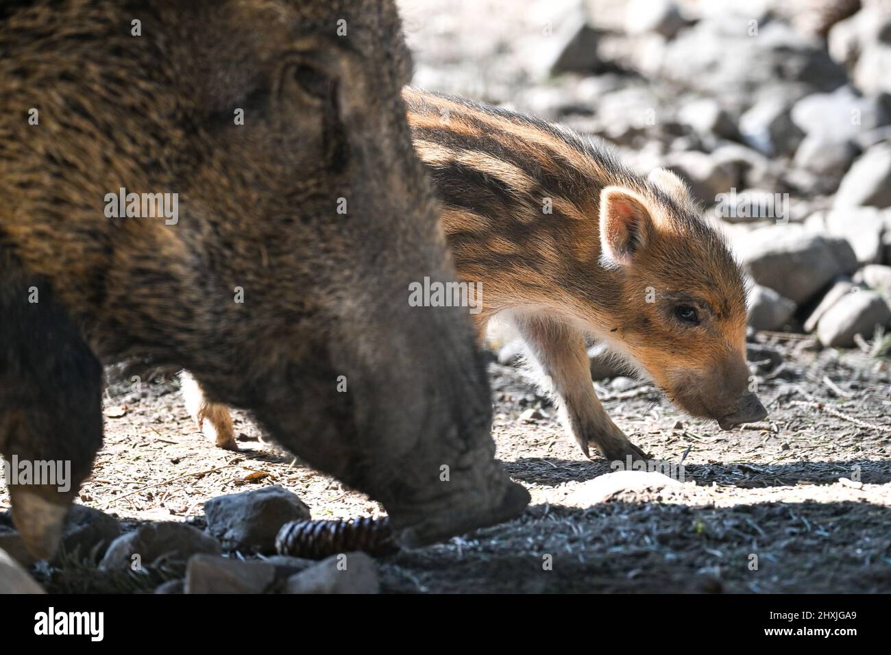 Ravensburg, Germany. 13th Mar, 2022. A few days old freshling explores the game preserve above Ravensburg next to the sow. Credit: Felix Kästle/dpa/Alamy Live News Stock Photo