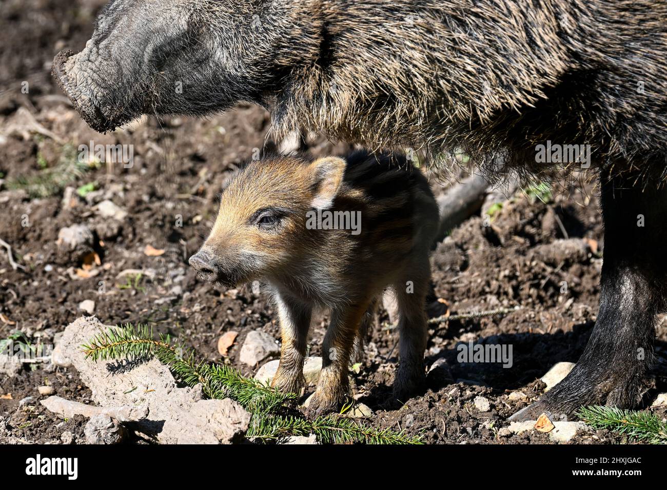 Ravensburg, Germany. 13th Mar, 2022. A few days old freshling is running around in the game reserve above Ravensburg next to the sow. Credit: Felix Kästle/dpa/Alamy Live News Stock Photo