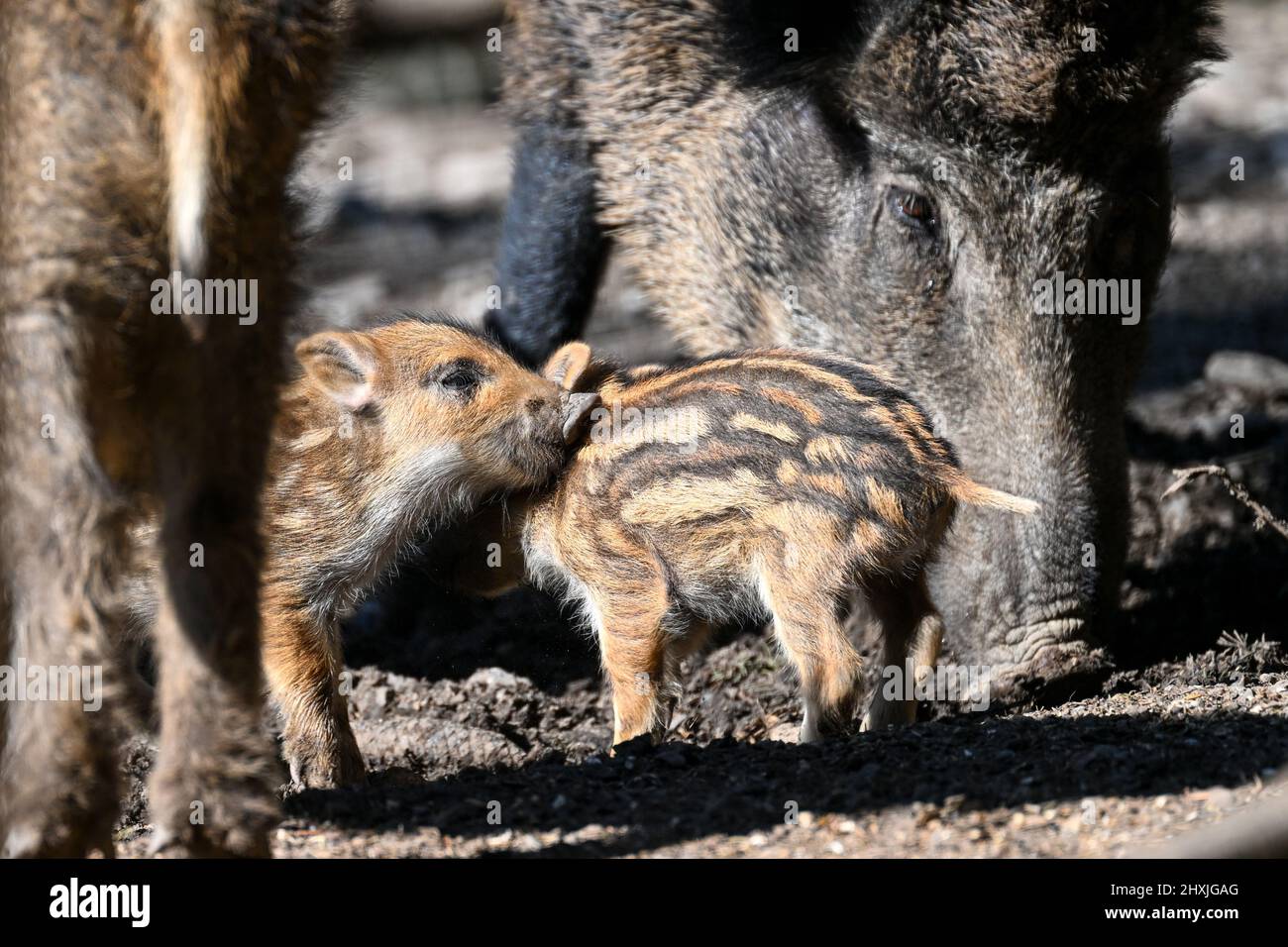 Ravensburg, Germany. 13th Mar, 2022. Two freshlings, just a few days old, explore the game reserve above Ravensburg next to the sow. Credit: Felix Kästle/dpa/Alamy Live News Stock Photo