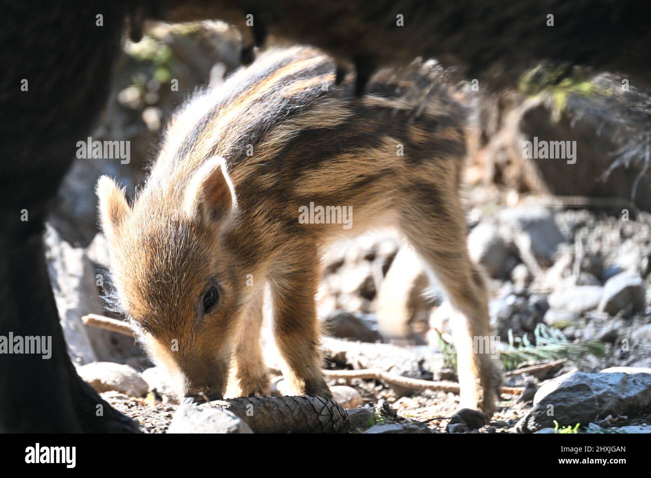 Ravensburg, Germany. 13th Mar, 2022. A few days old freshling explores the game preserve above Ravensburg next to the sow. Credit: Felix Kästle/dpa/Alamy Live News Stock Photo