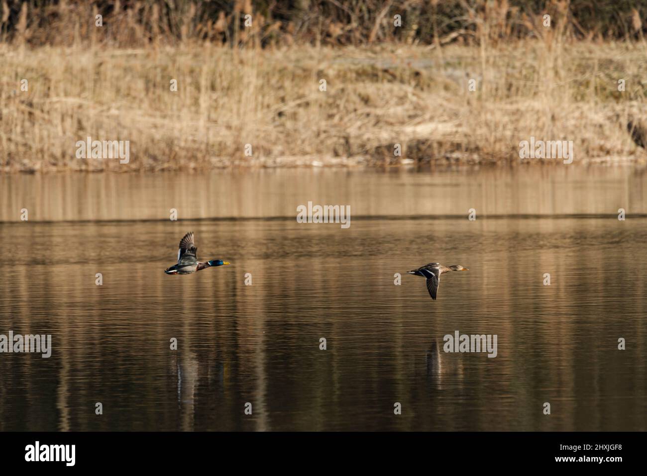The surface of the lake is slightly undulating. Two mallard ducks ...