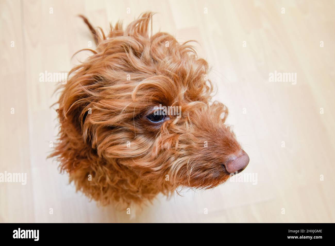 Funny dog looks up towards the camera Stock Photo