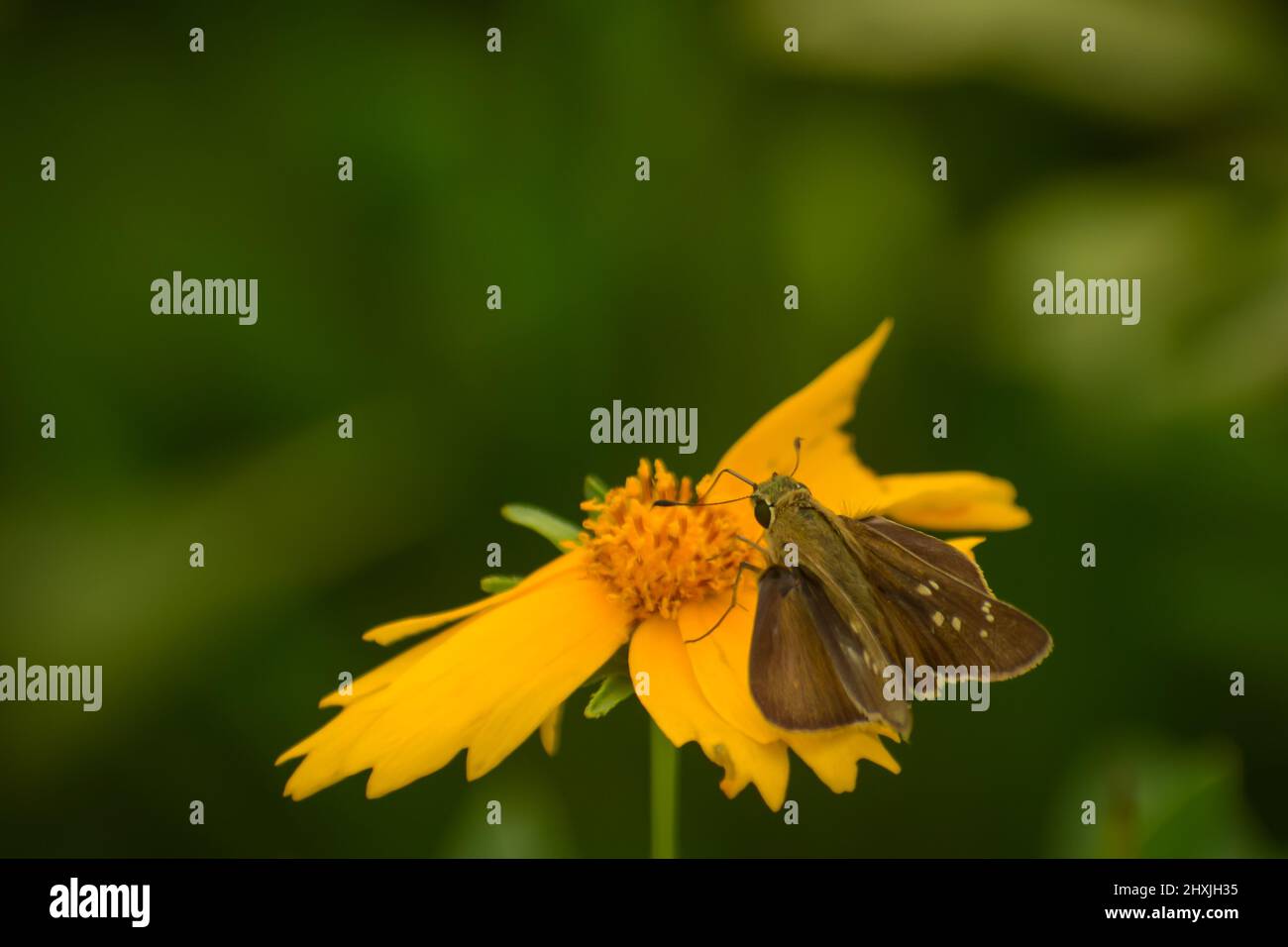 small butterfly on yellow flower. small branded swift ( pelopidas mathias ) Stock Photo