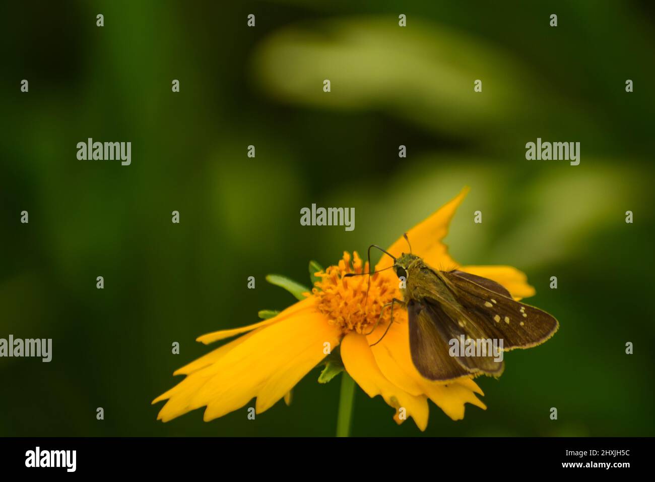 gorgeous small butterfly on yellow flower. small branded swift ( pelopidas mathias ) Stock Photo