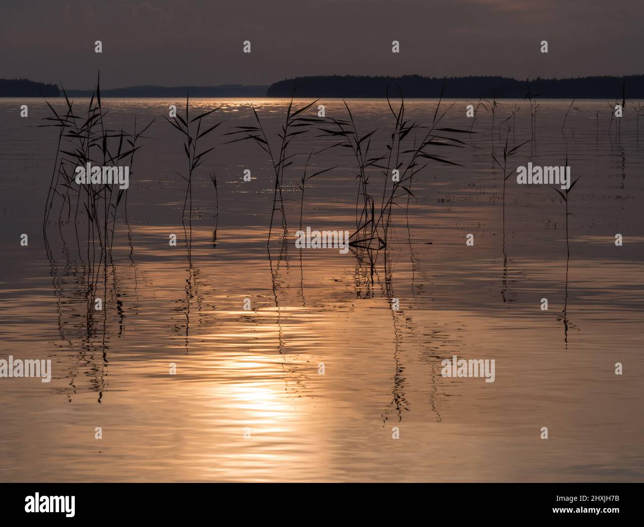 Reeds at sunset lake Stock Photo