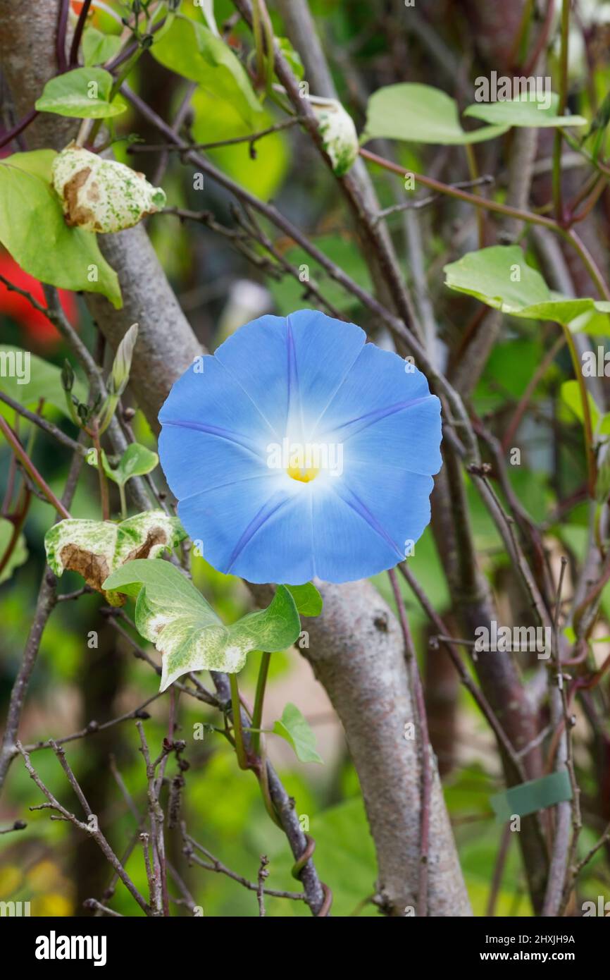 Ipoemea tricolor 'Heavenly Blue'. Morning glory flower. Stock Photo