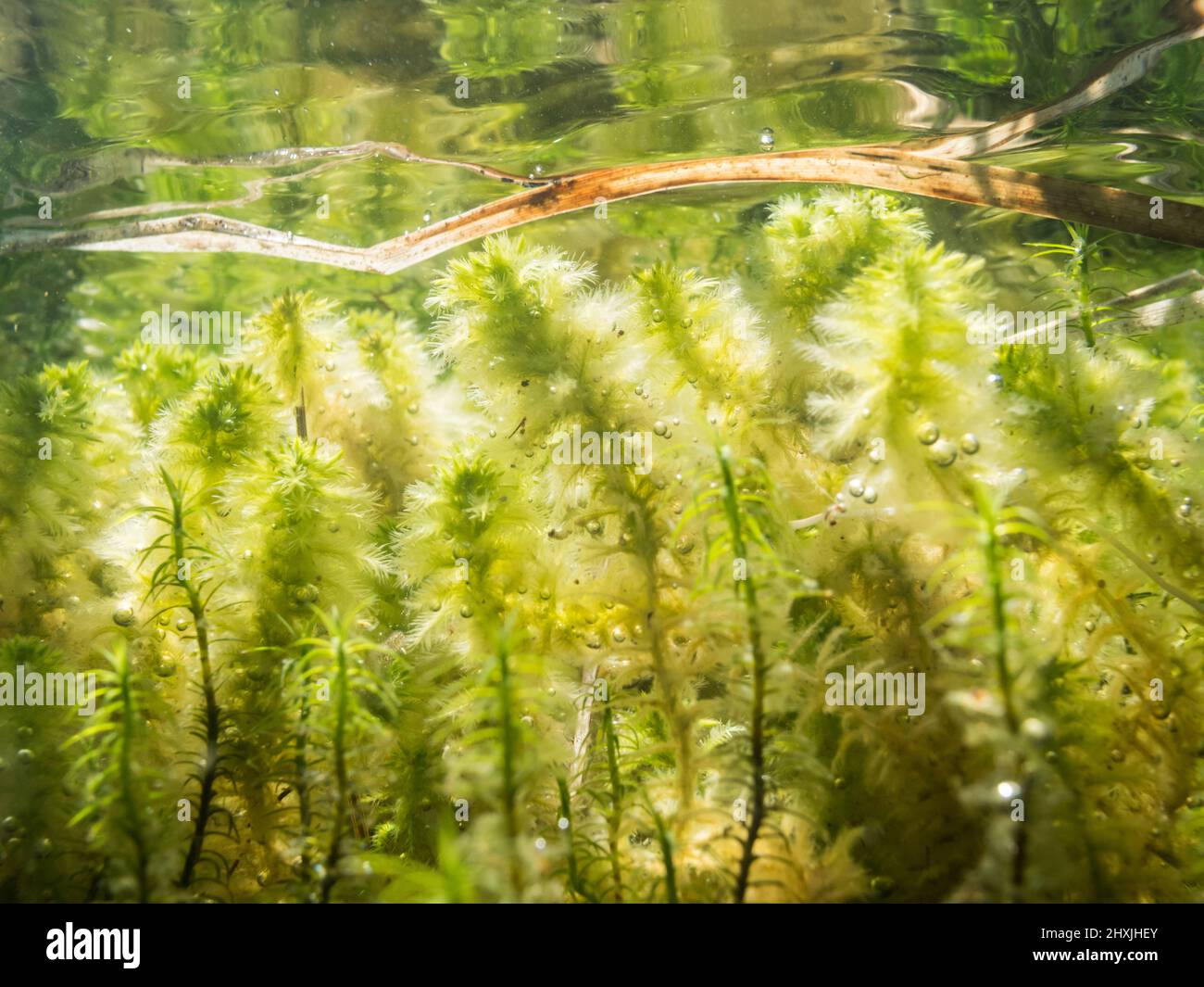 Sphagnum mosses growing underwater at lake shore Stock Photo Alamy