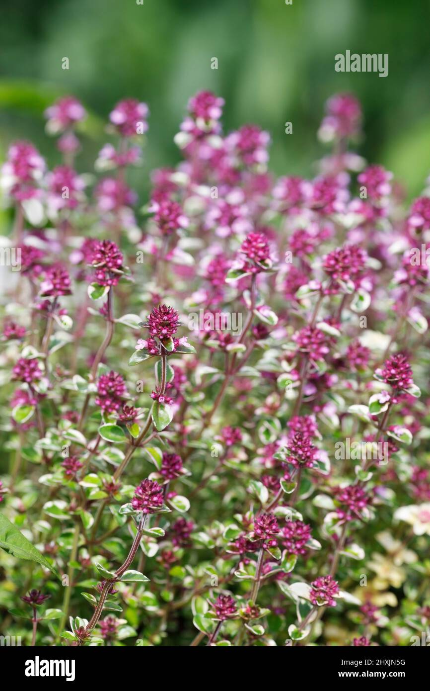 Thymus pulegioides 'Foxley'. Thyme flowers. Stock Photo