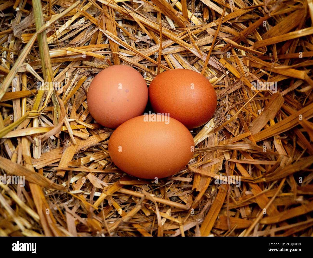 Fresh eggs in chicken straw nest Stock Photo - Alamy