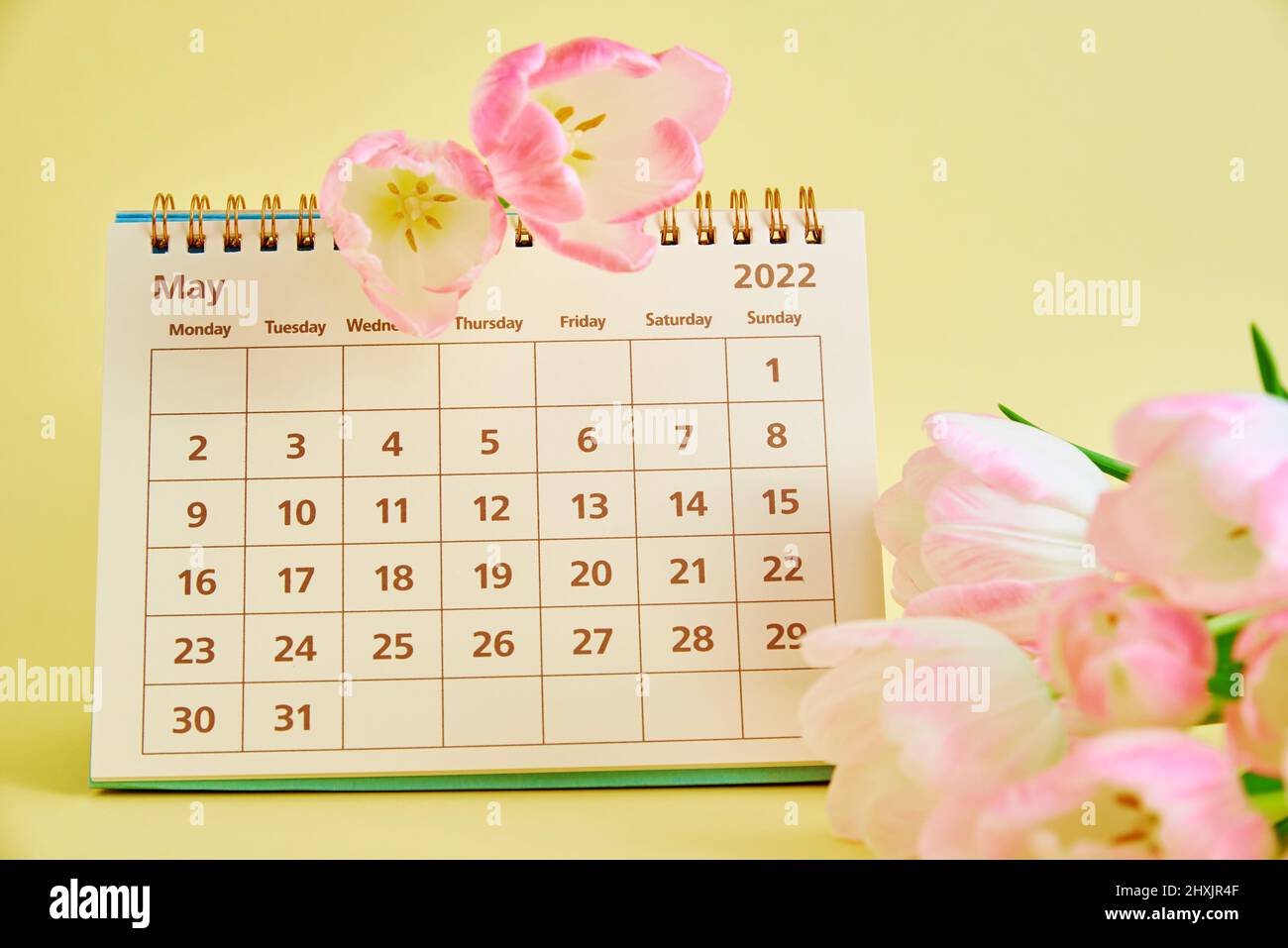 May calendar and tulip flower on yellow background, Mother day concept Stock Photo