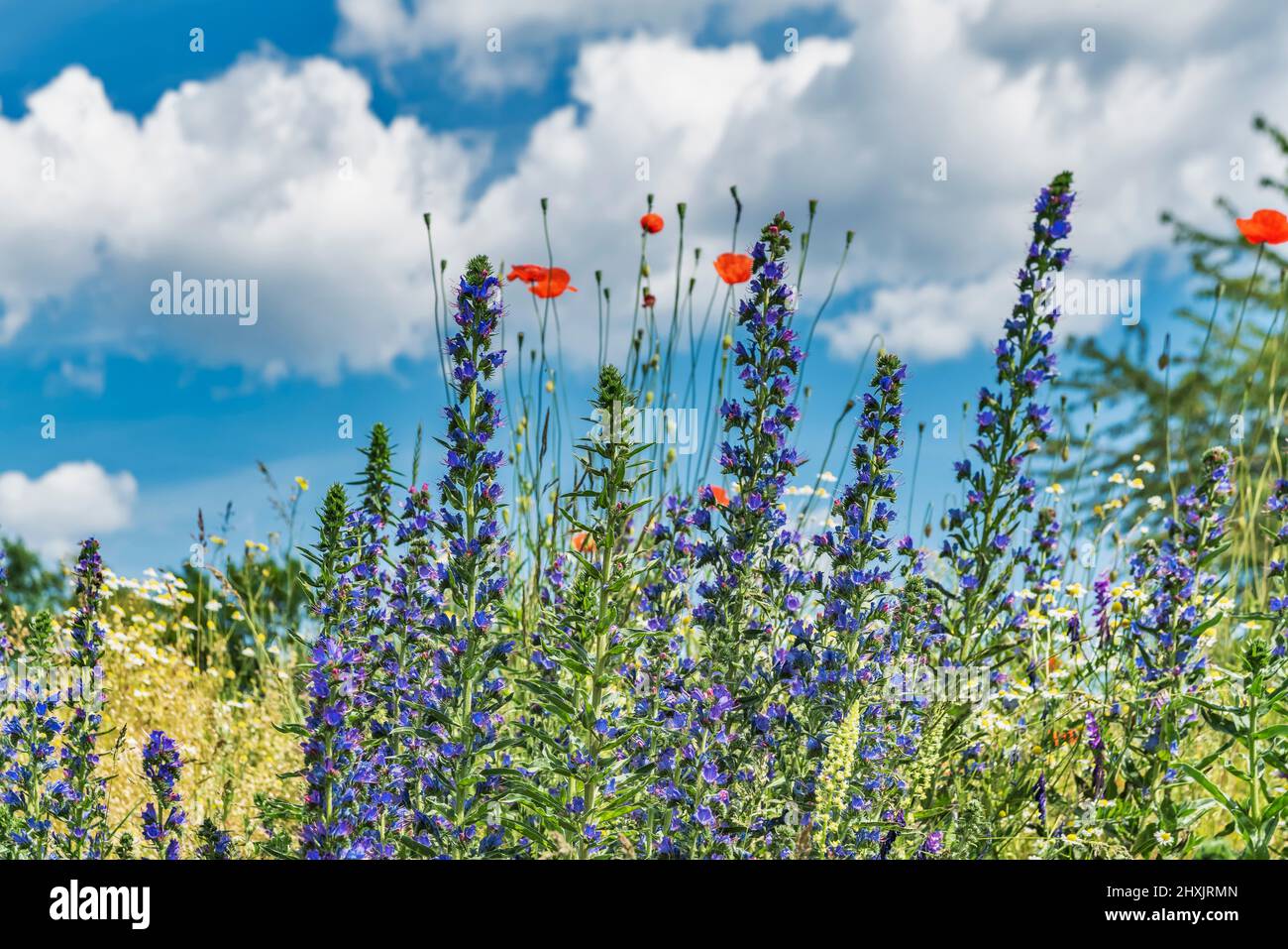 A colorful flower meadow in springtime Stock Photo