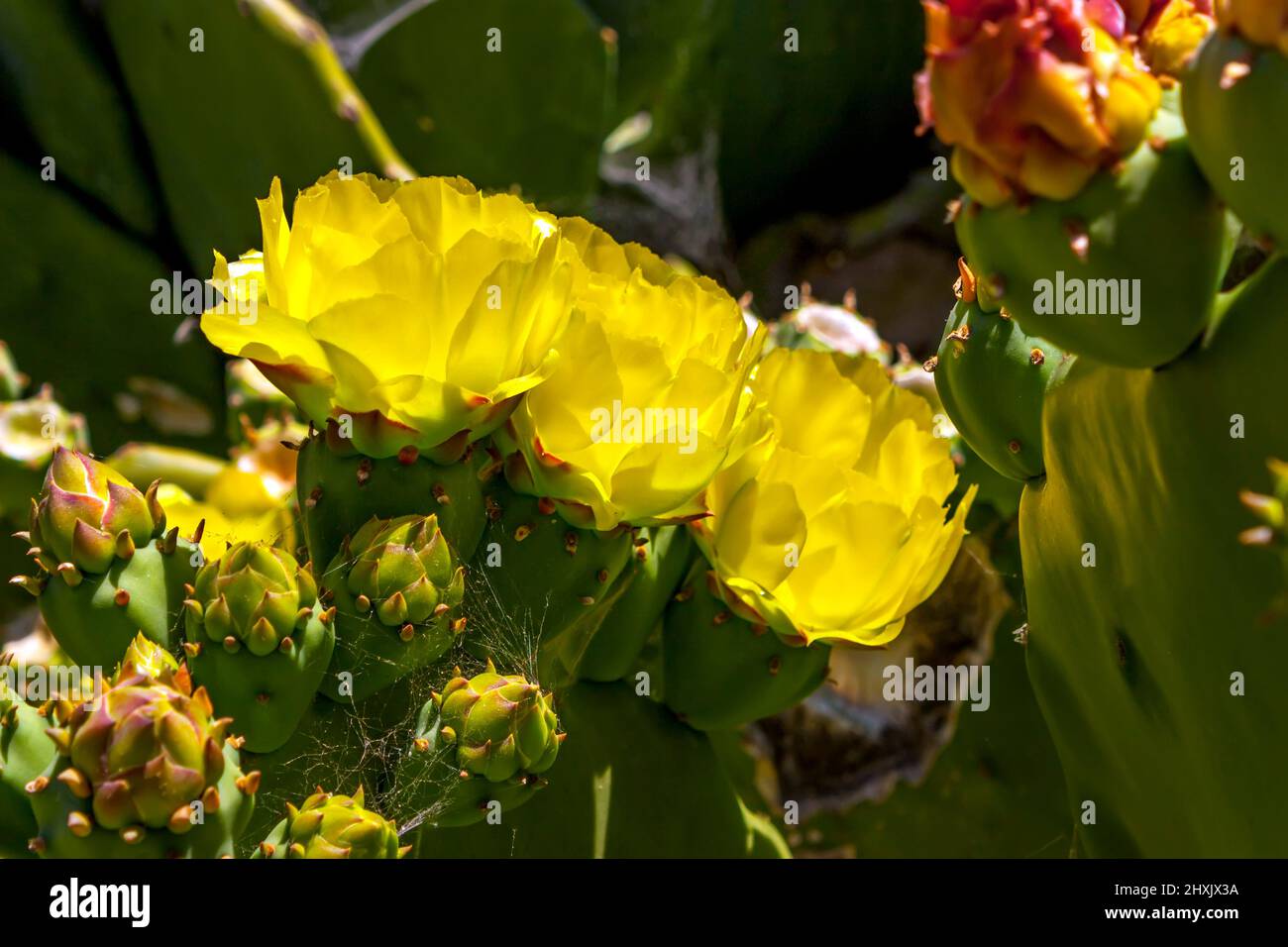 Cactus in bloom with yellow flowers, in Balboa park,California. Stock Photo