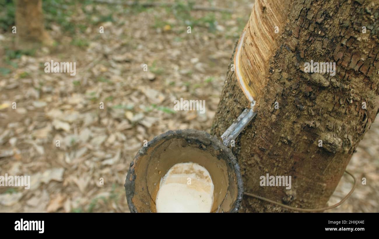 Tree Milkissue Small wooden bowl fastened to rubber tree trunk to gather latex milk in ...