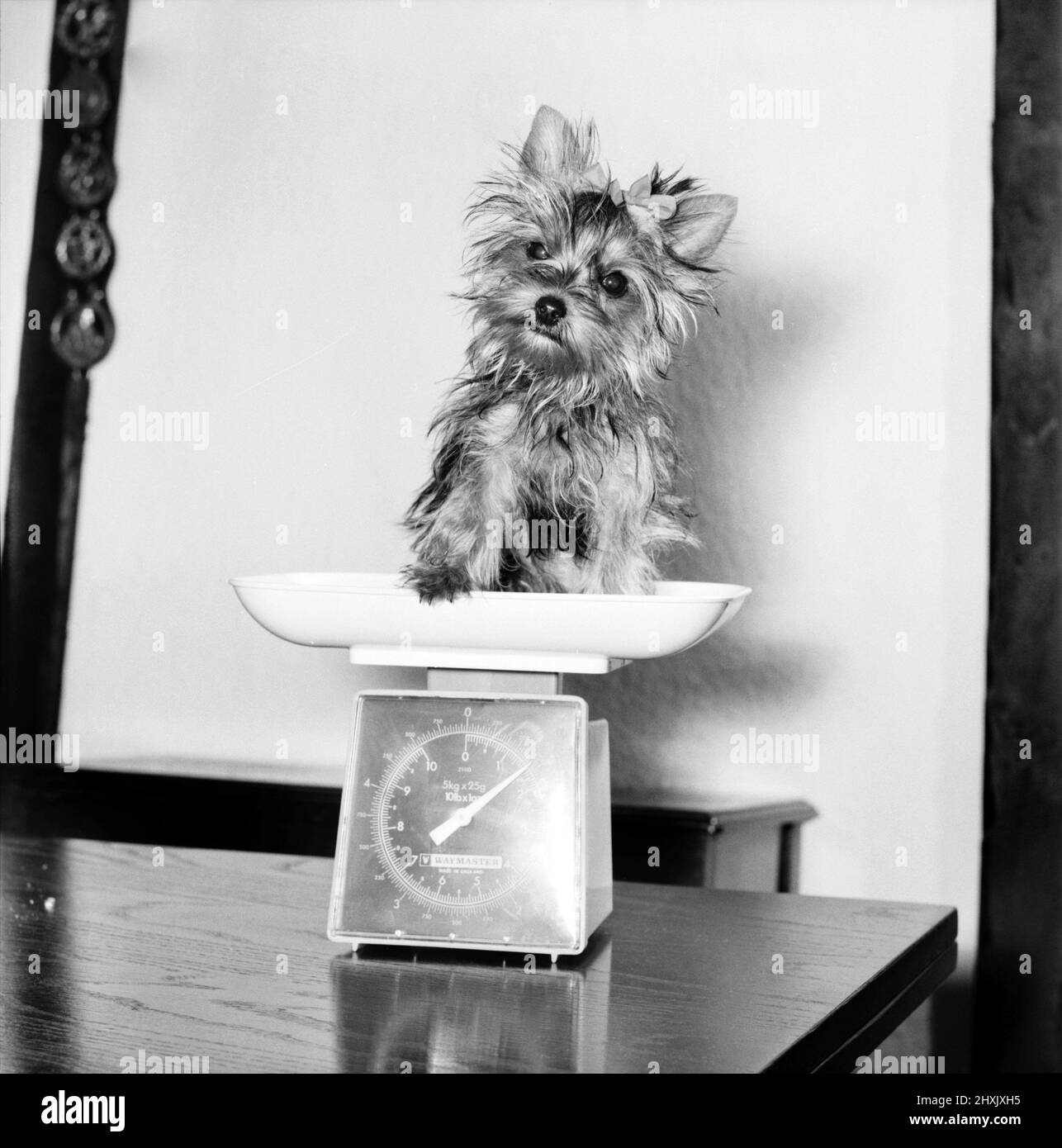 Fifi here is smaller than the average Yorkshire Terrier. Seen here sitting on a set of kitchen scales and weighing in at only 24 oz. April 1977 77-02090-002 Stock Photo