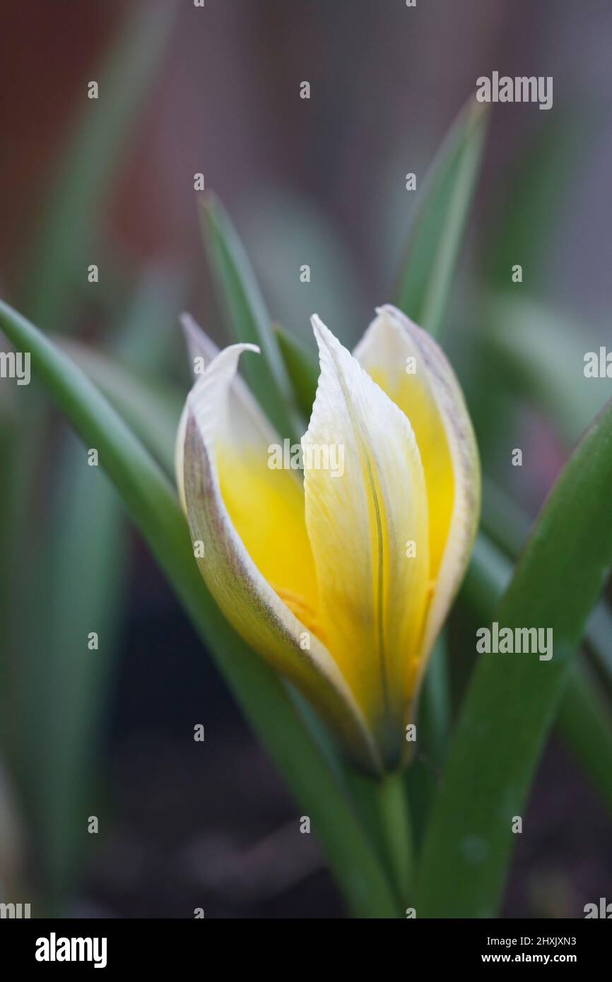 Tulipa polychroma. Stock Photo