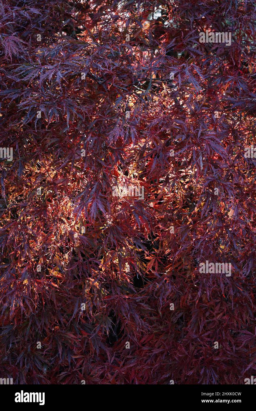 Light shining through Acer palmatum Inaba-shidare Stock Photo