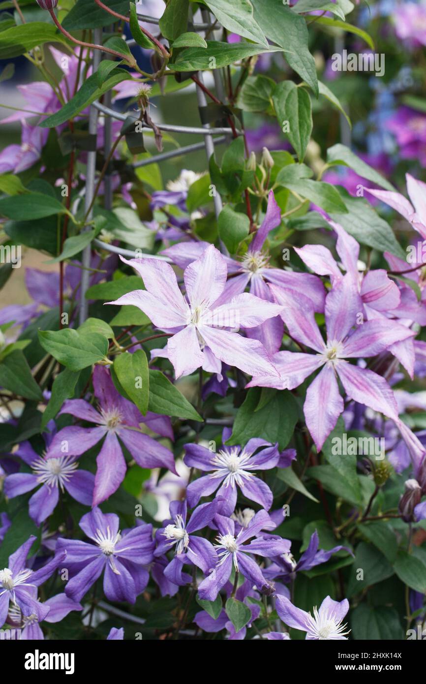 Clematis 'Dorothy Walton' flowers Stock Photo
