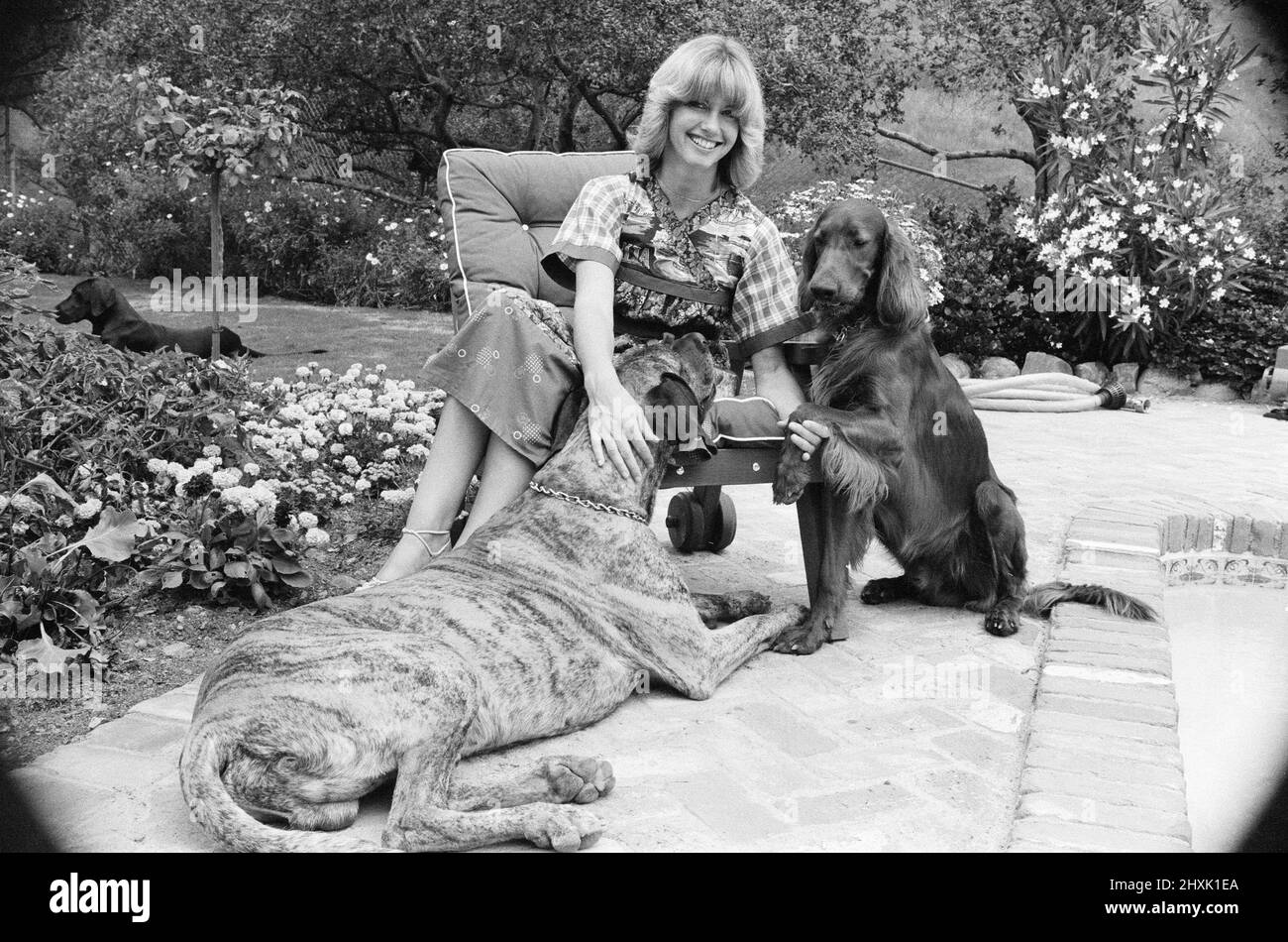 Olivia Newton John, singer and actor, pictured at home in Malibu, California, America.Pictured here, by her swimming pool with her two dogs.   Picture taken 25th July 1976 Stock Photo