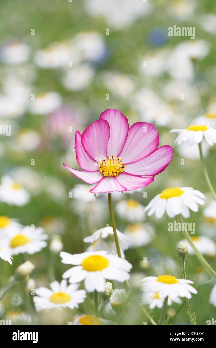 Cosmos bipinnatus in a mixed flower meadow. Stock Photo
