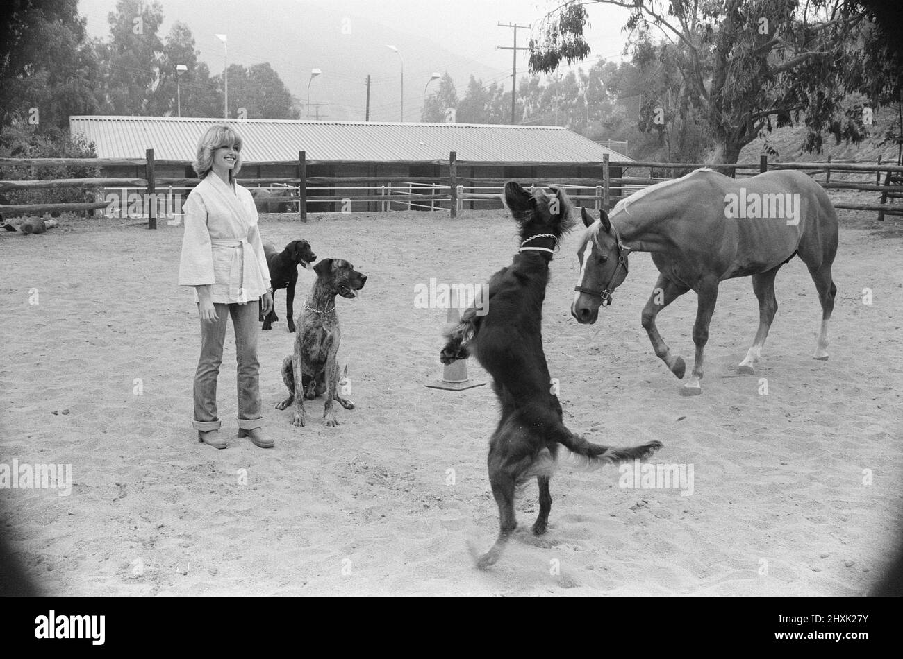 Olivia Newton John, singer and actor, pictured at home in Malibu, California, America.Pictured here with her dogs and her horse   Picture taken 25th July 1976 Stock Photo