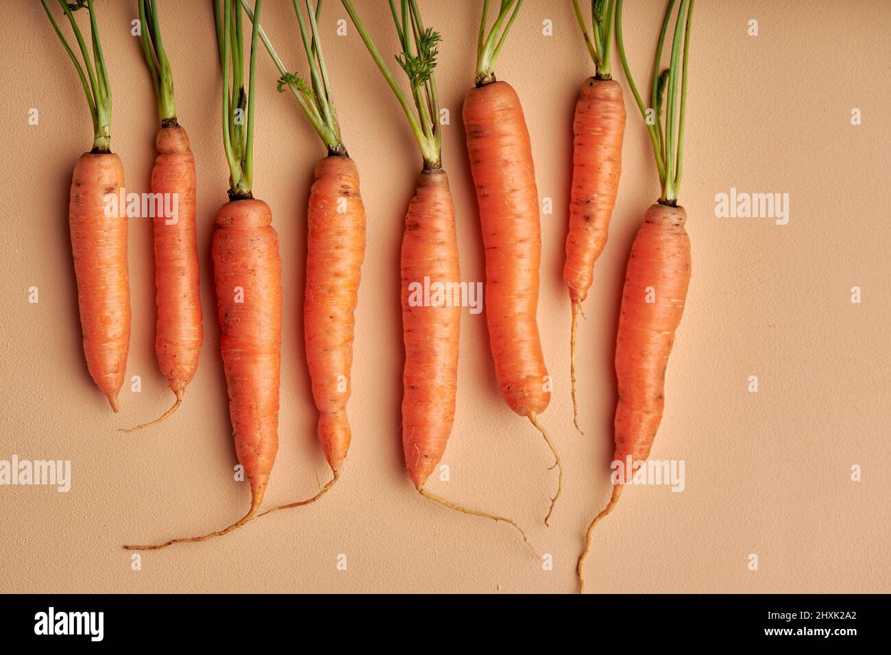 set of ripe fresh carrots with leaves isolated on pastel orange background. top view on vegetable, copy space, flat lay. nutrition, food concept Stock Photo