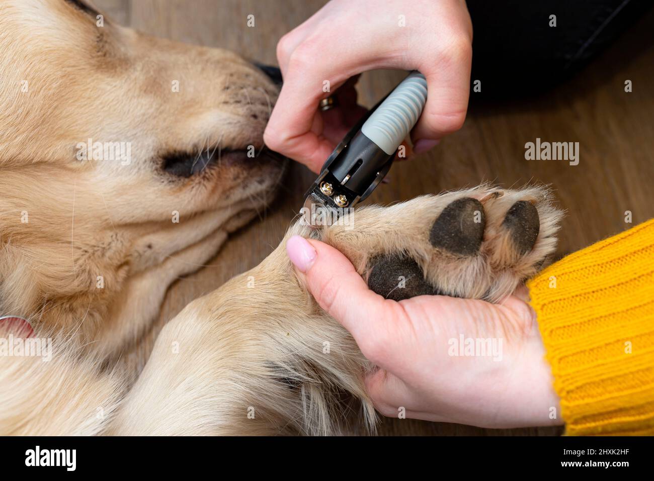 Image showcasing The woman cuts the claws of the young golden retriever with special ...