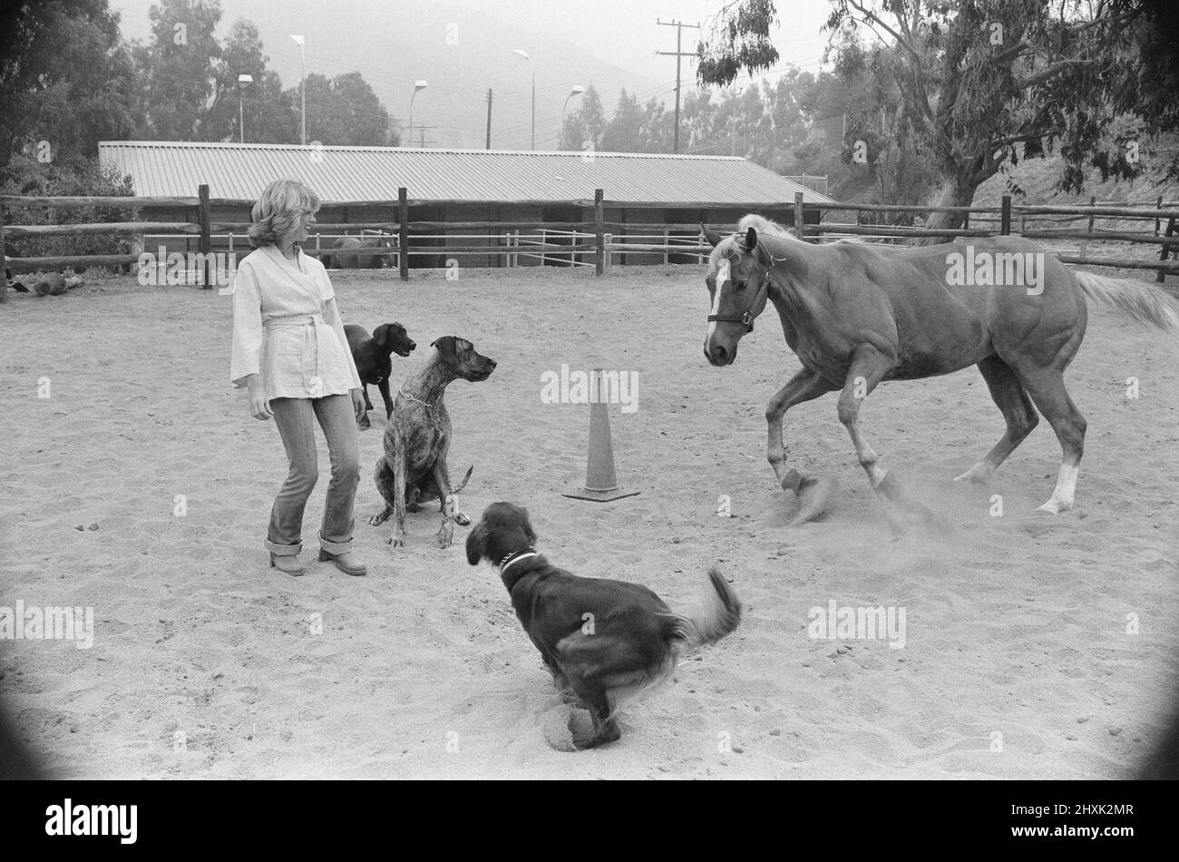 Olivia Newton John, singer and actor, pictured at home in Malibu, California, America.Pictured here with her dogs and her horse   Picture taken 25th July 1976 Stock Photo