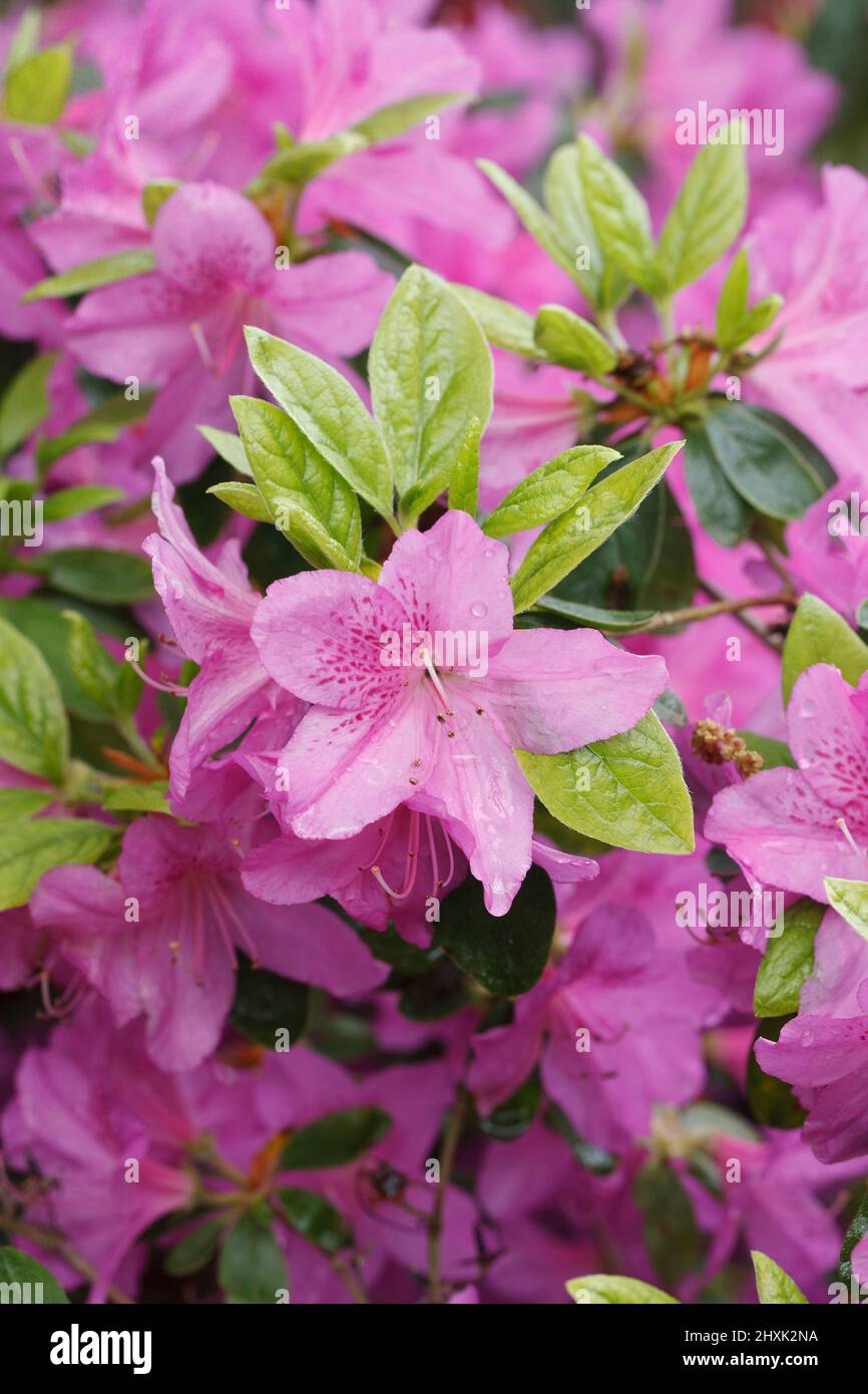 Rhododendron 'Pippa' flowers. Stock Photo