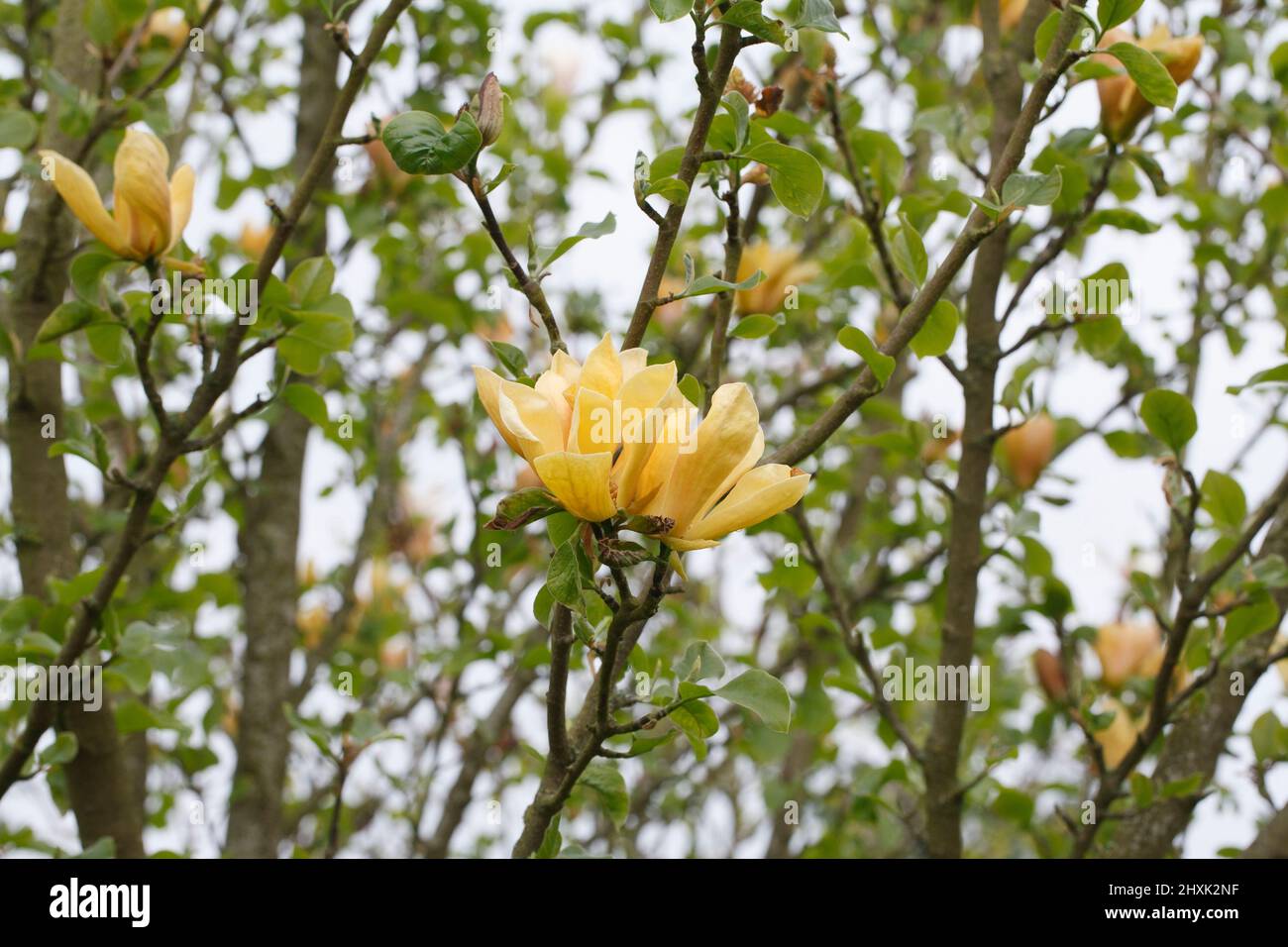 Magnolia 'Judy Zuk' flowers. Stock Photo