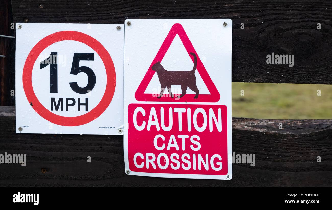 Slow cat crossing hires stock photography and images Alamy