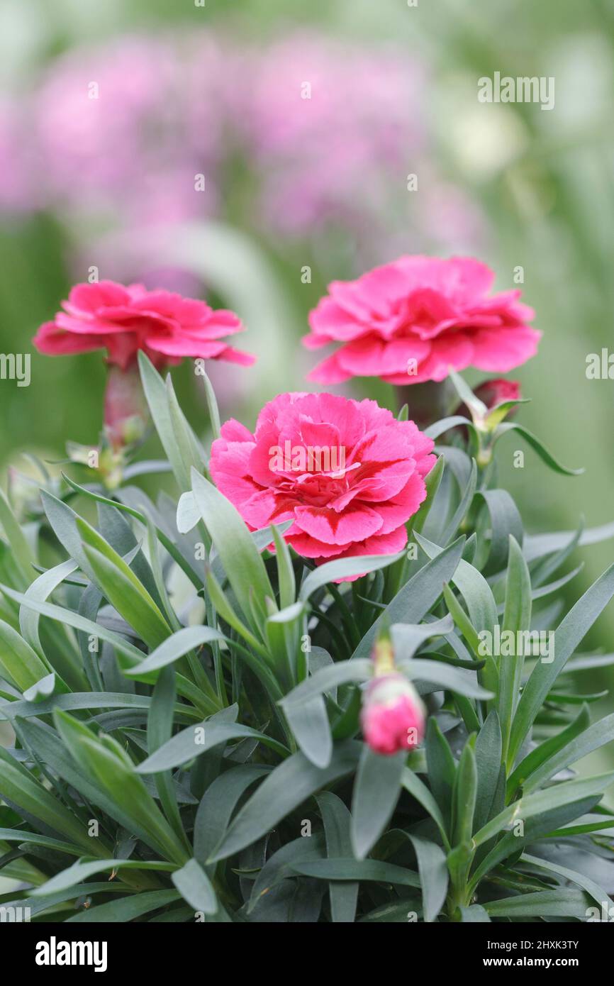 Dianthus flowers in Spring. Stock Photo