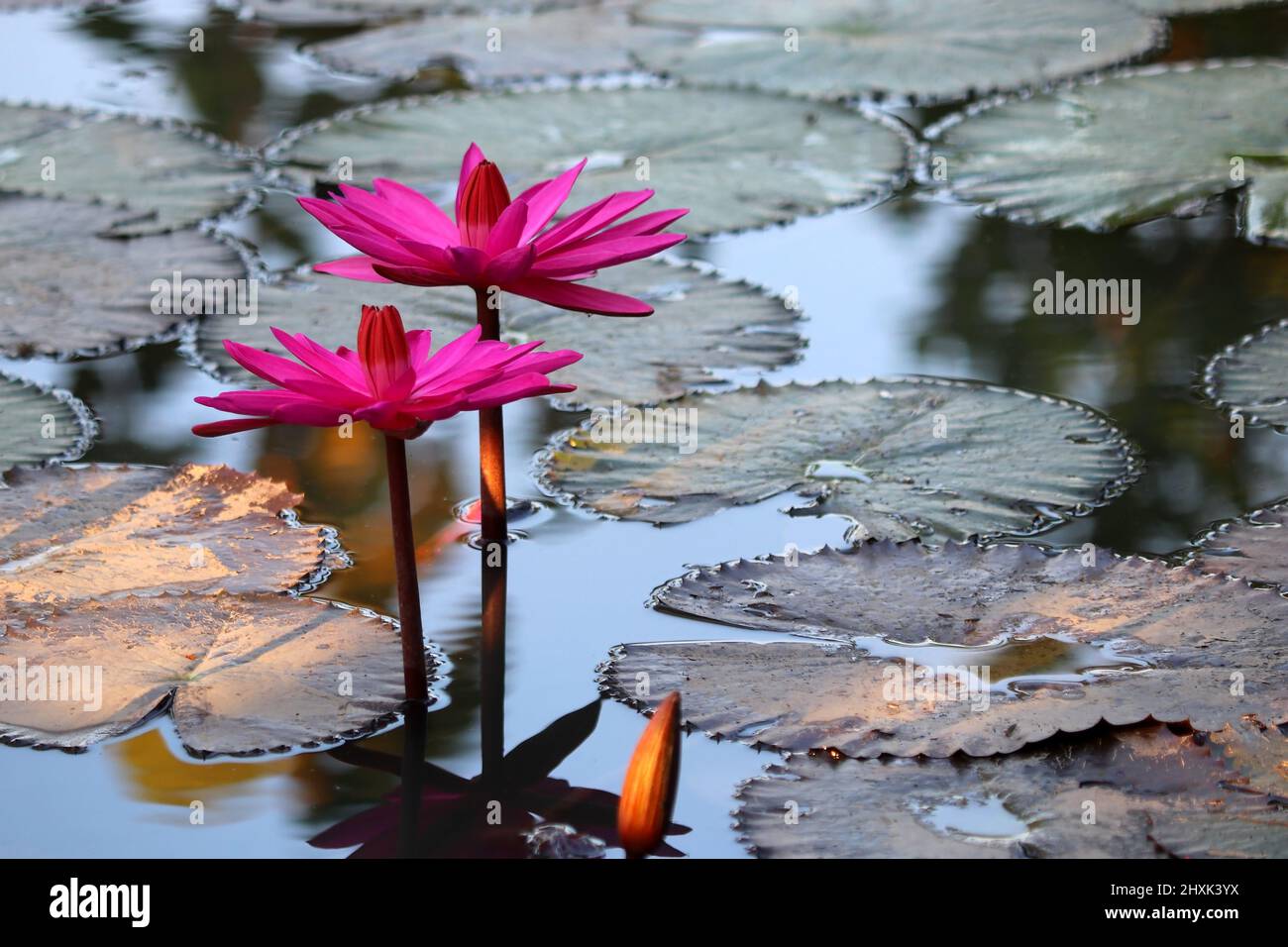 photo of beautiful lotus flower in pond Stock Photo