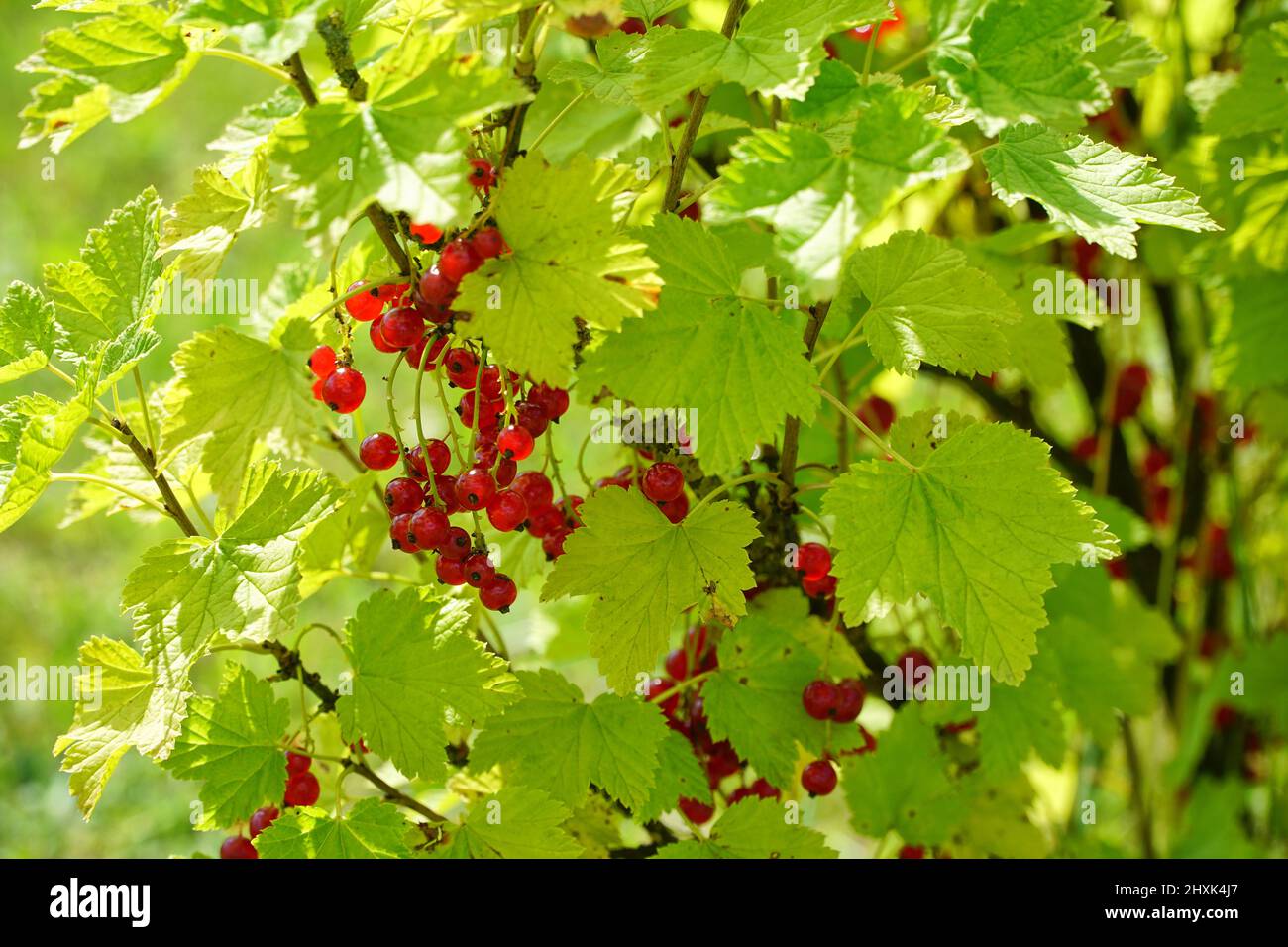 Red currant bush with ripe fruits closeup. Organic orchard in sunny summer day. Stock Photo