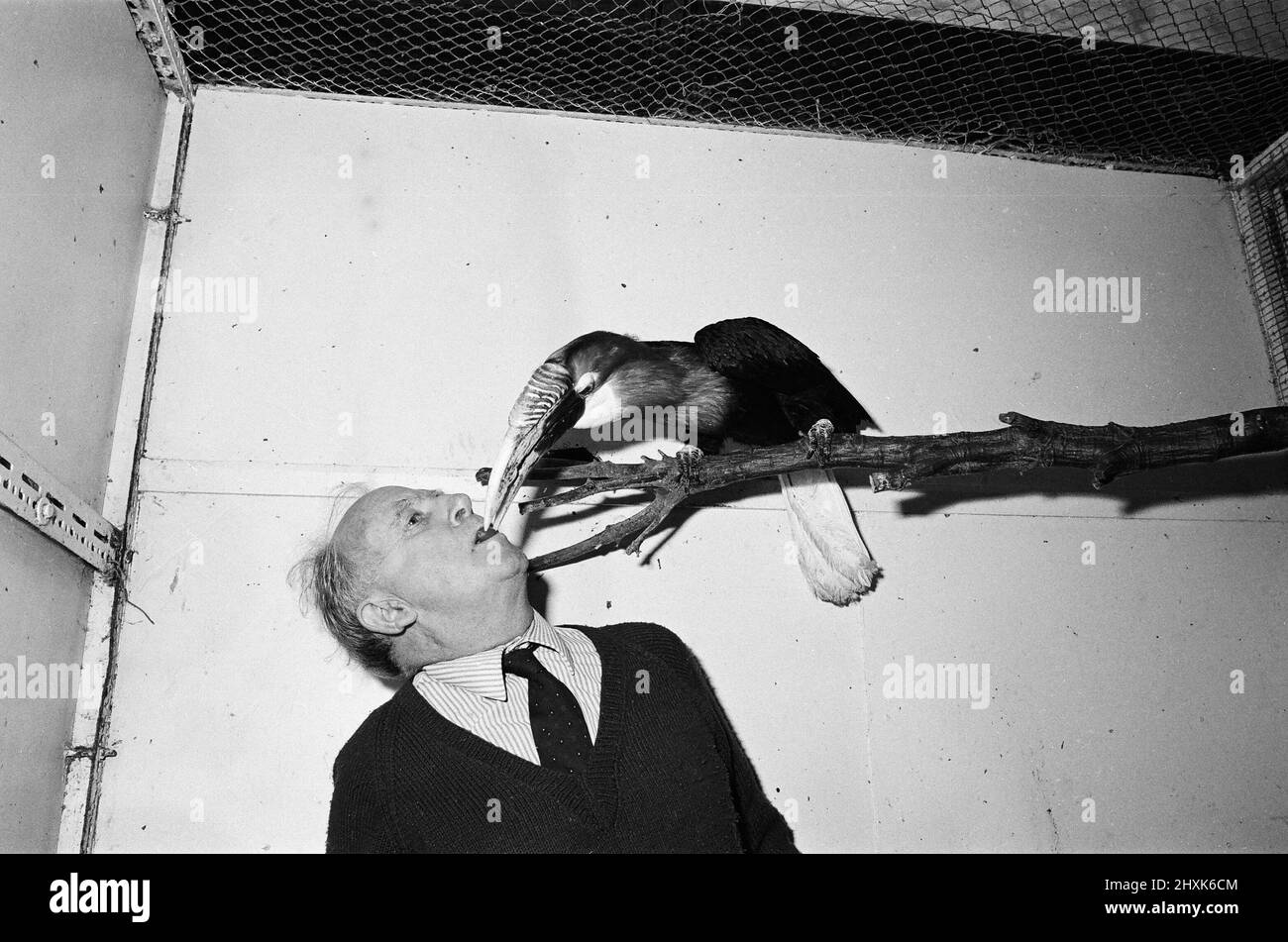 Exmouth Zoo closes down. The zoo was closed due to council orders regarding cramped living conditions for the animals. An extention was planned but denied by the council so over 200 animals had to be re-homed or put down. Owner Ken Smith feeding grapes to 'Henry', a Papuan hornbill. 22nd December 1977. Stock Photo