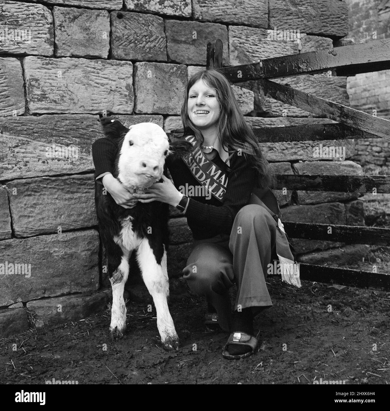 Dairy Queen with calf. 1976 Stock Photo Alamy