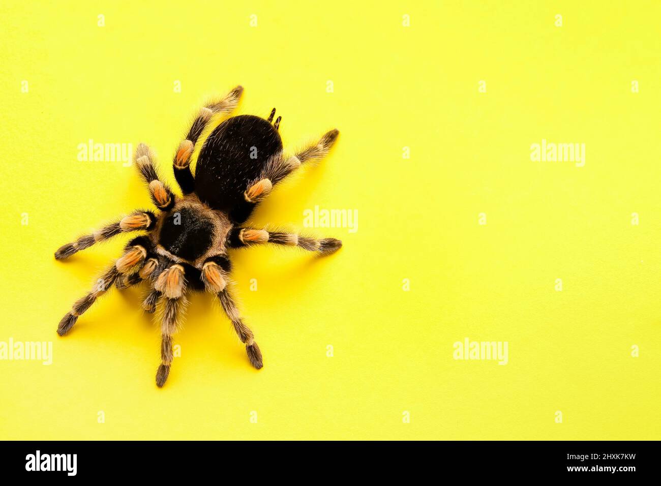 Scary tarantula spider on yellow background Stock Photo - Alamy
