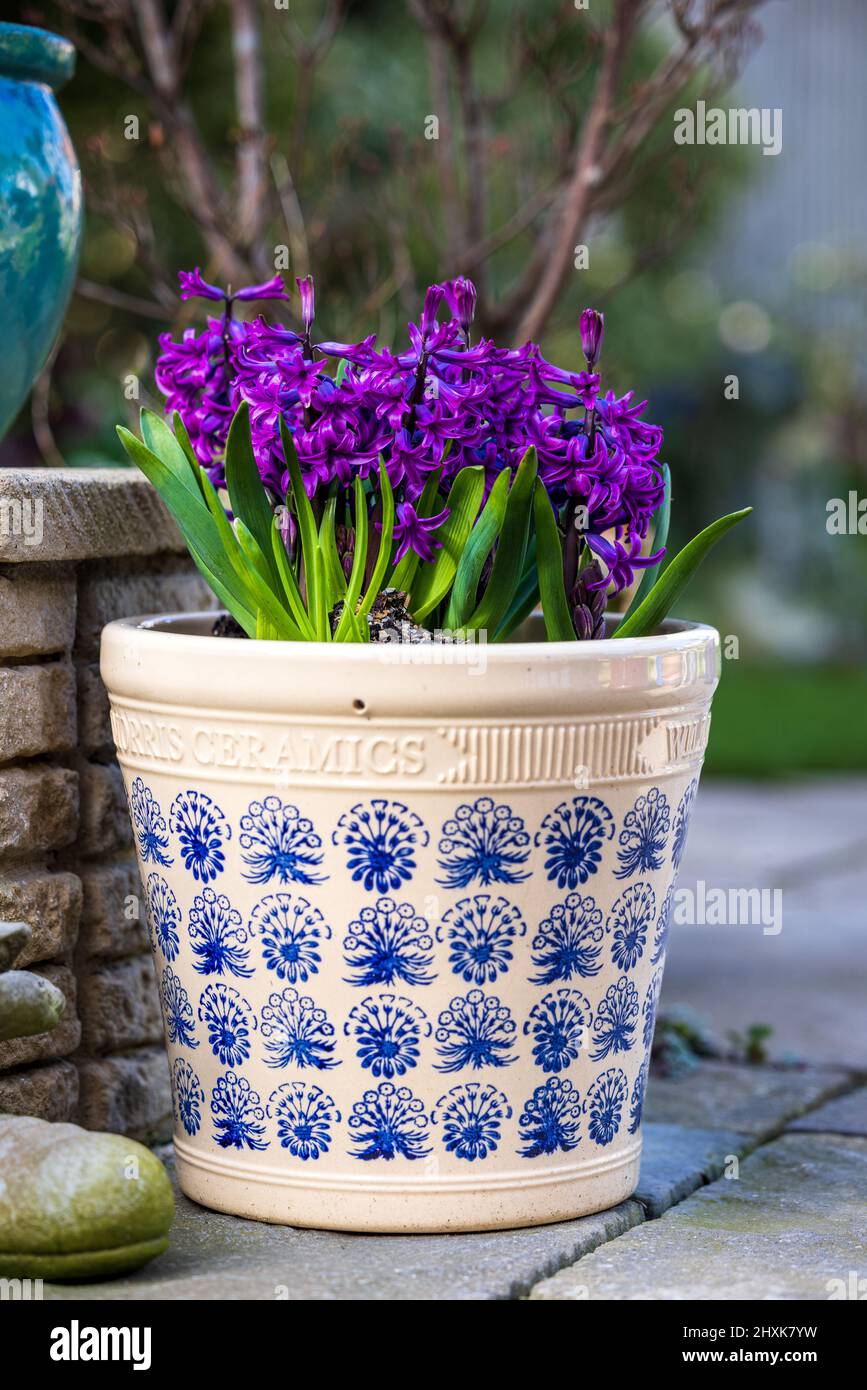 William Morris Ceramic garden pot with beautiful display of purple Hyacinth Miss Saigon Stock Photo