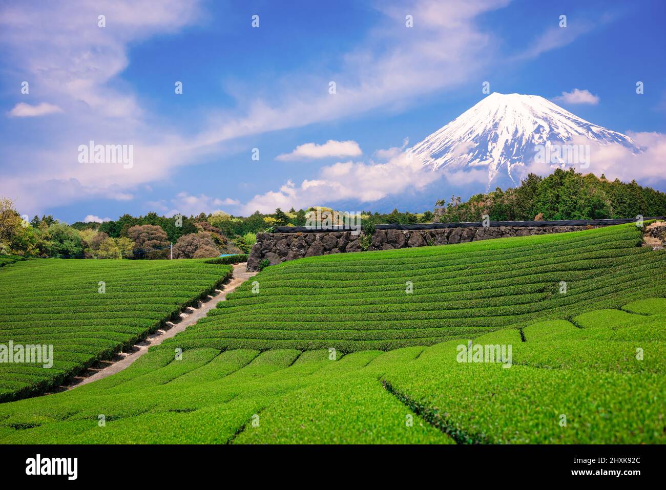 Fuji, Japan at Mt. Fuji and tea fields Stock Photo Alamy