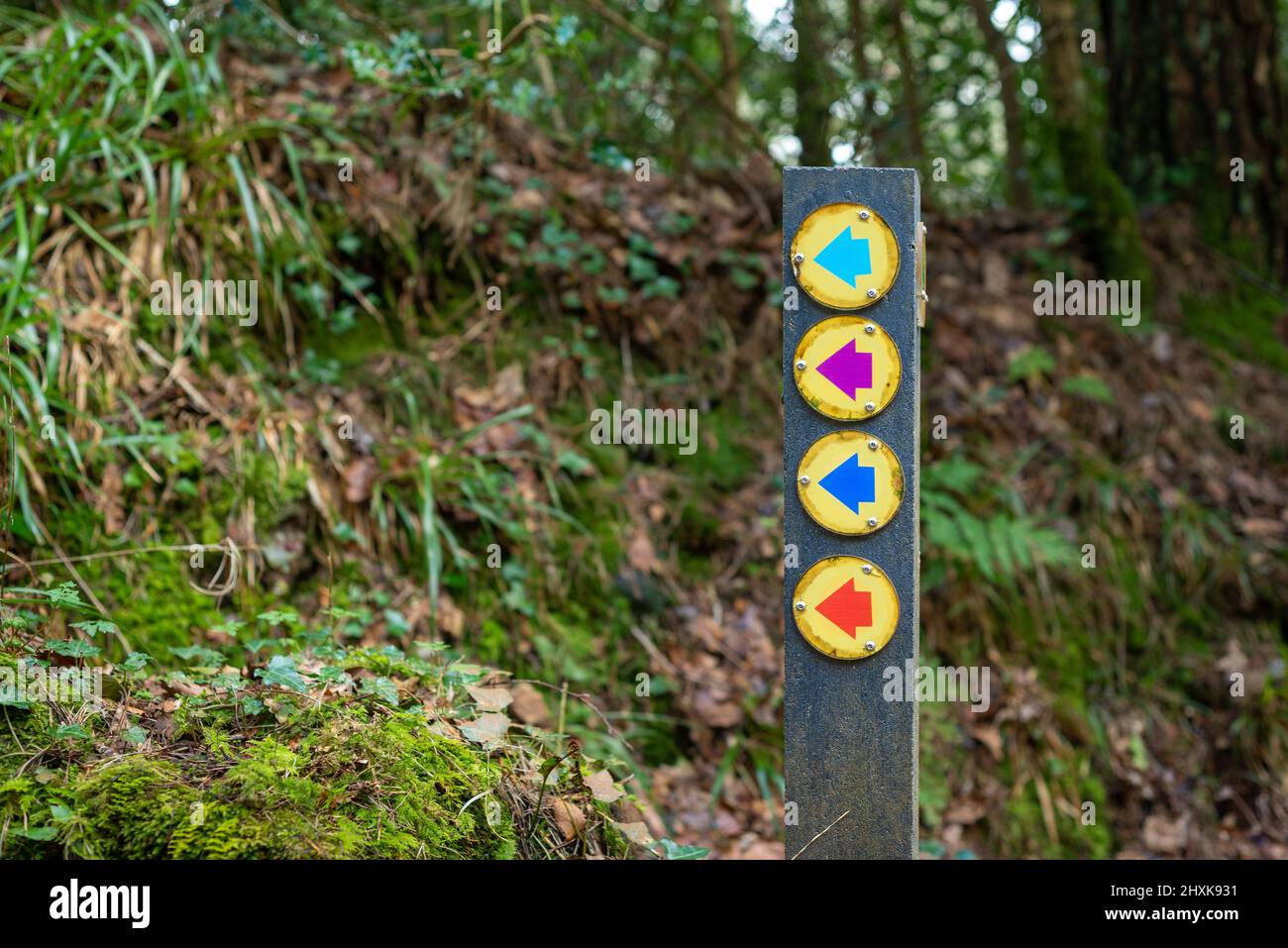 Helpful coloured arrows on directional route sign post on woodland hiking and cycling trail in Ireland. Stock Photo